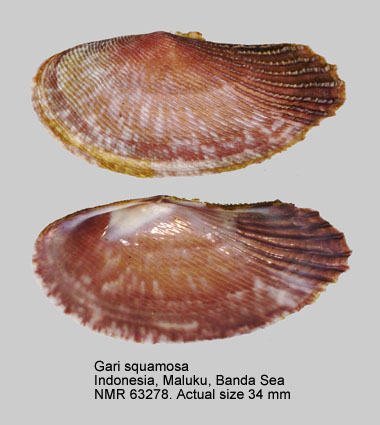 Gari squamosa.jpg - Gari squamosa(Lamarck,1818)